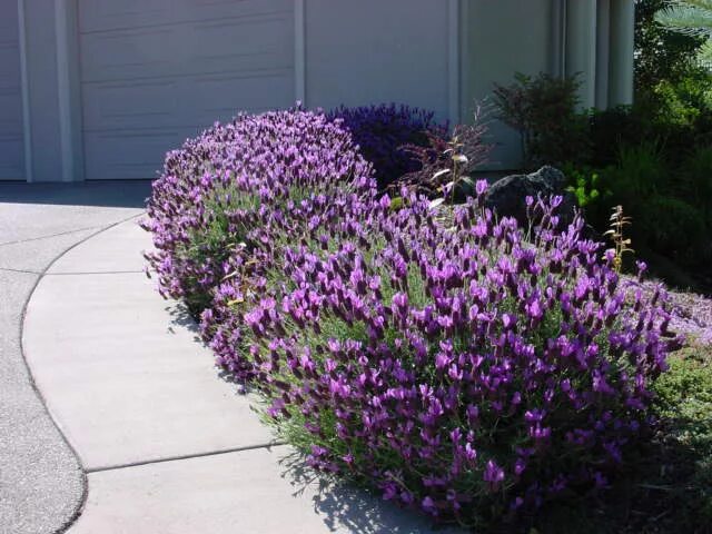 Lavender in situ Lavender, Garden, Plants