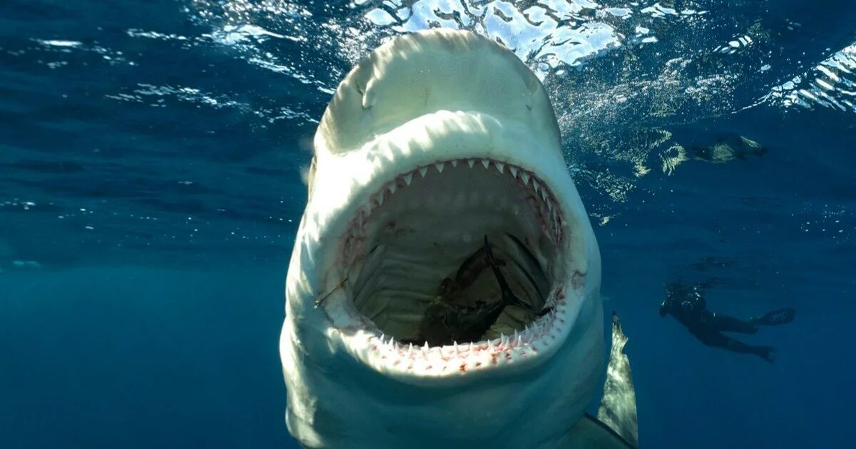 Нападение акулы в Хургаде 2022. Элизабет Хауэр Египет акула. Акула в Хургаде 2022 откусила.