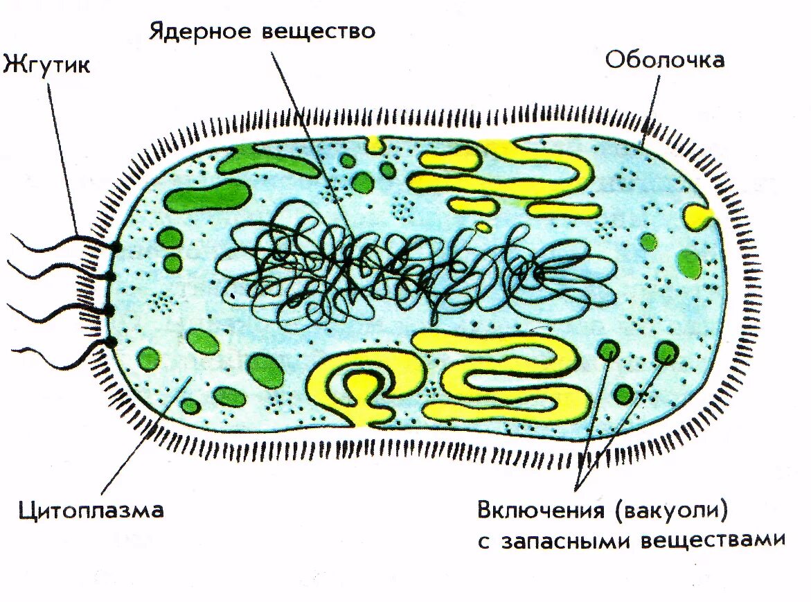 Строение бактериальной клетки рисунок. Клетка бактерии рисунок с подписями. Строение бактерии 5 класс биология. Строение бактериальной клетки 5-6 класс биология.
