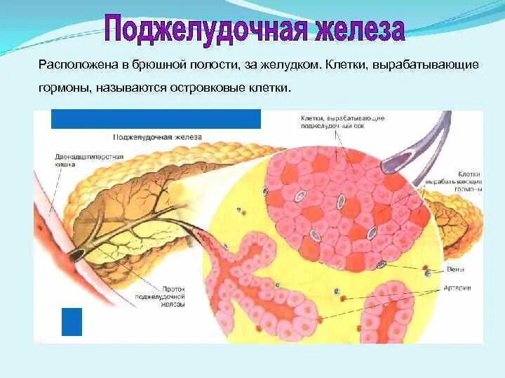 Клетки печени вырабатывают. Бета клетки поджелудочной железы вырабатывают. Альфа и бета клетки поджелудочной железы. Гамма клетки поджелудочной железы. B клетки поджелудочной железы.