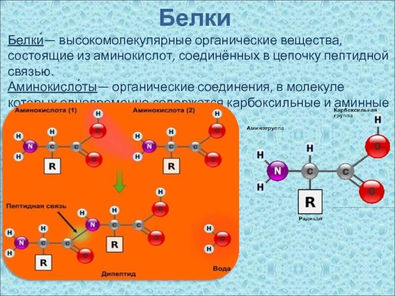 Белки высокомолекулярные соединения. Белки органическая химия структура. Аминокислот и их соединение в белковой молекуле.. Органические вещества состоящие из аминокислот. Белки высокомолекулярные органические.