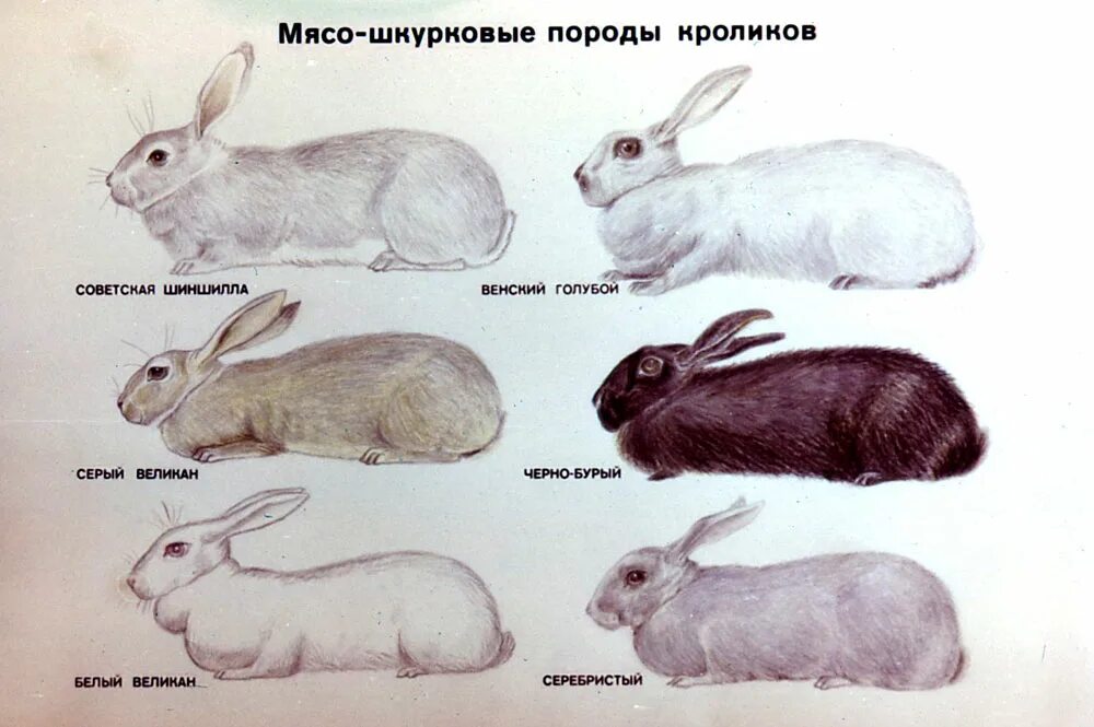 К каким животным относятся кролики. Кролики мясных пород названия. Мясо шкурные породы кроликов. Породы кроликов шкурковых породы. Кроликов разные породы кроликов.
