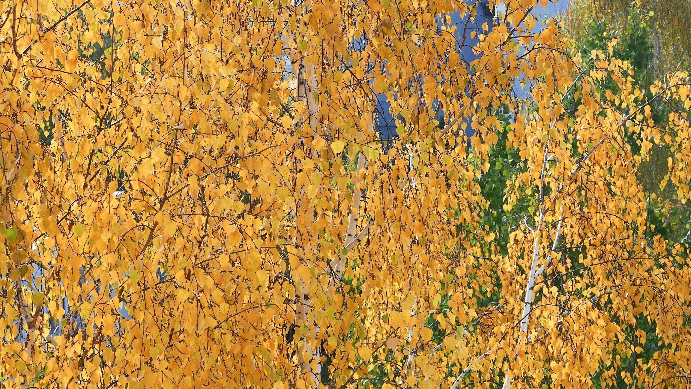 Пожелтели березки. Береза желтая (Betula costata). Береза желтая Уссури. Береза желтая Betula lutea. Лист березы желтый.