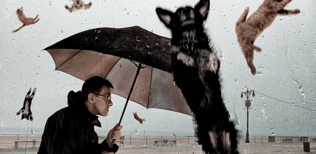 Идиомы it's raining Cats and Dogs. Дождь из животных. Дождь из кошек. Ливень из кошек и собак.