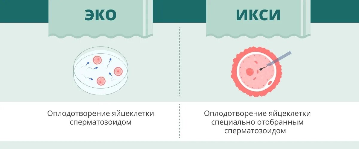 Эко икси форум. Икси метод оплодотворения. эко икси. эко оплодотворение икси. методика икси.