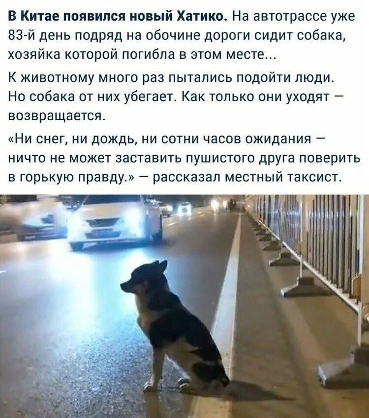 Рассказы о преданности животных. Преданность собаки. преданность животных человеку. преданность собаки к человеку. истории о верности собак.