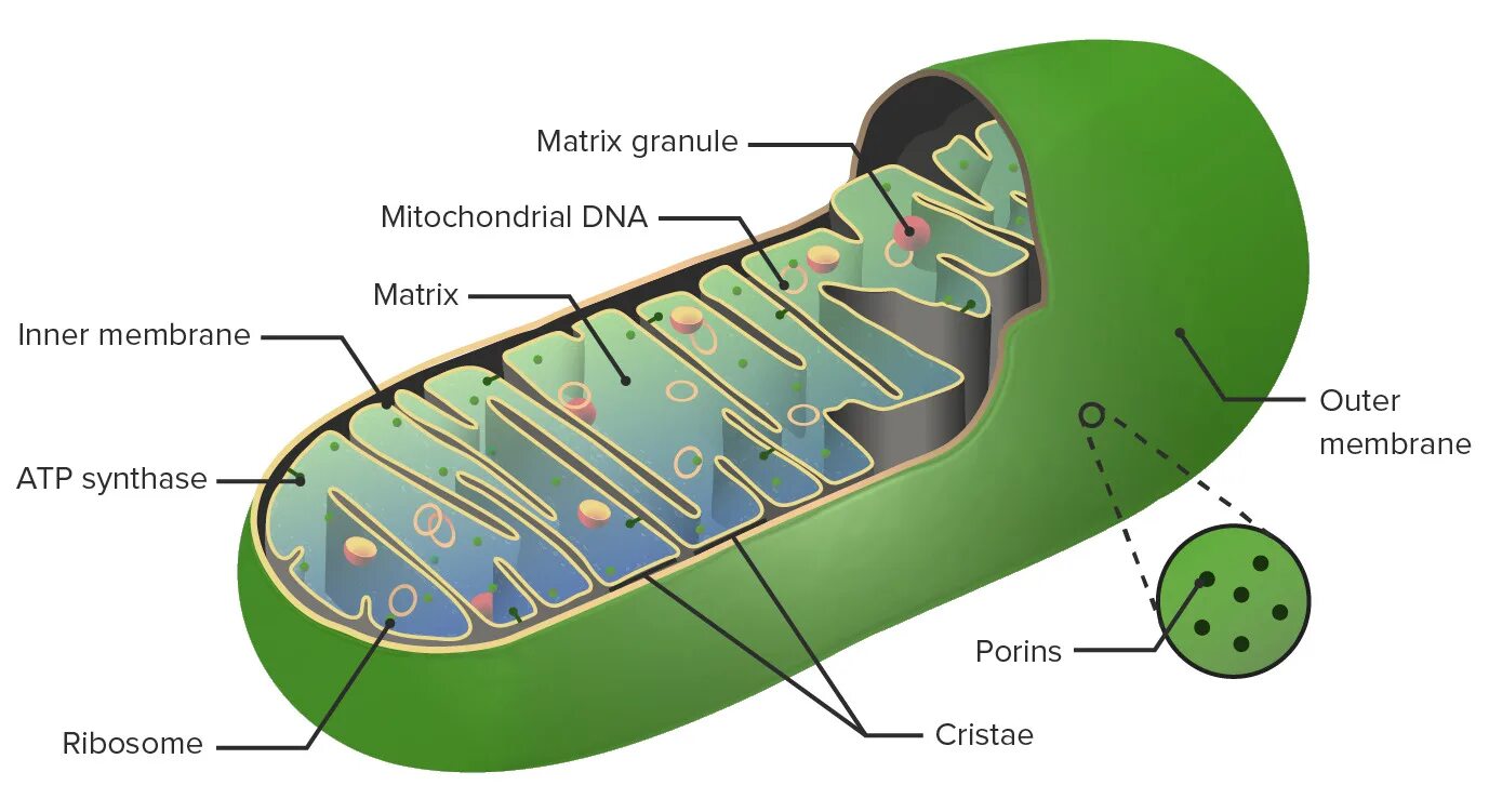 Митохондрия вид сверху. Mitochondrium. Спиральная митохондрия сперматоз. Митохондрия кто открыл и когда. Митохондрия аэробный