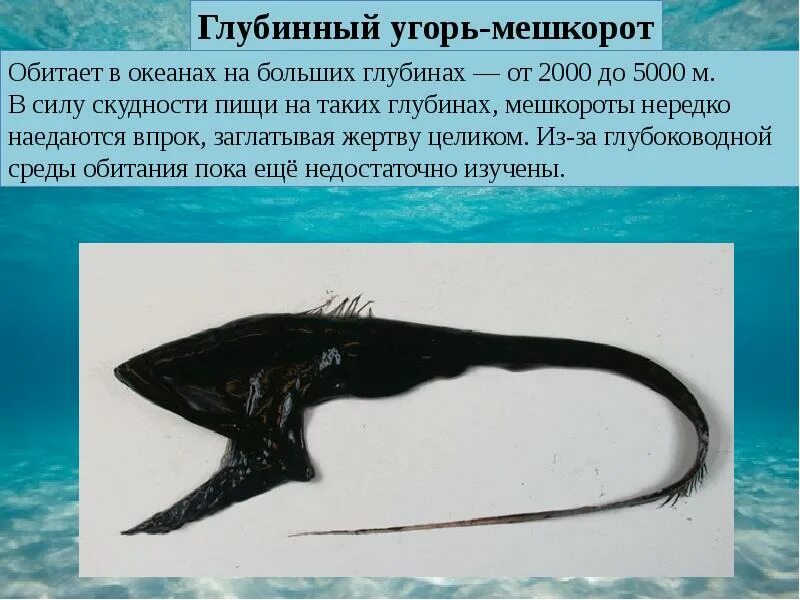 Жизнь организмов в морях и океанах. Жизнь организмов в морях и океанах презентация. Жизнь в морях и океанах 5 класс биология. Жизнь в морях и океанах 5 класс