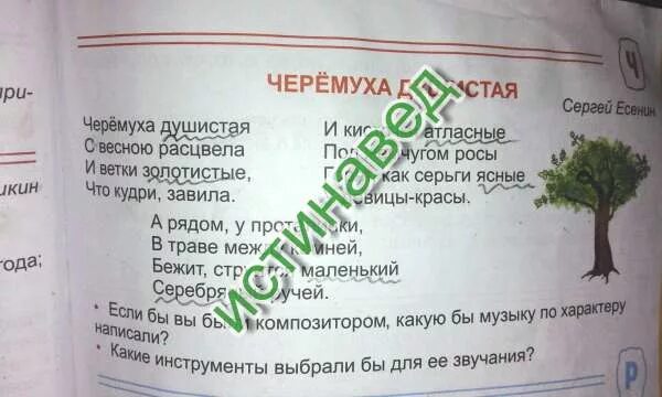 Метафоры черемуха. Эпитеты в стихотворении черемуха. олицетворение в стихотворении черемуха. олицетворения из стихотворения черёмуха. черёмуха душистая эпитеты.