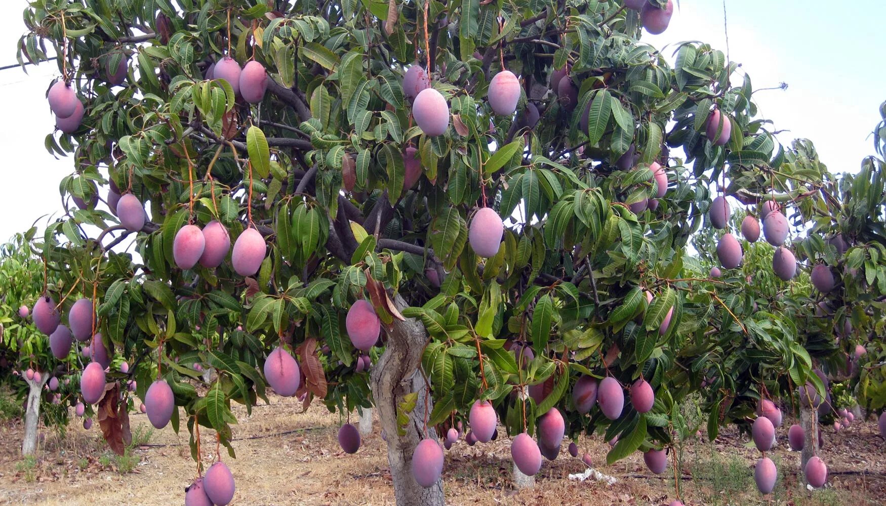 Манго дерево цветет. Манго фрукт дерево. Дерево манго манговое дерево. Дерево манго в природе. Манго тайское растение.