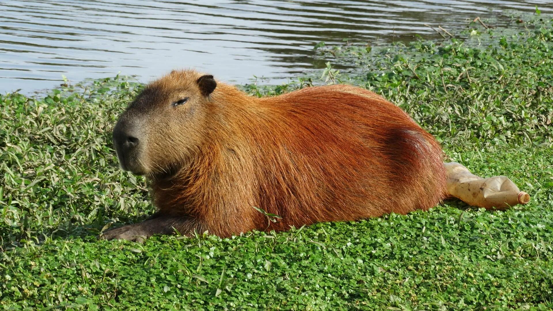 Игрушечная капибара. Капибара и морская Свинка. Водосвинка капибара Амазонка. Большая Свинка капибара. Капибара сельвы.