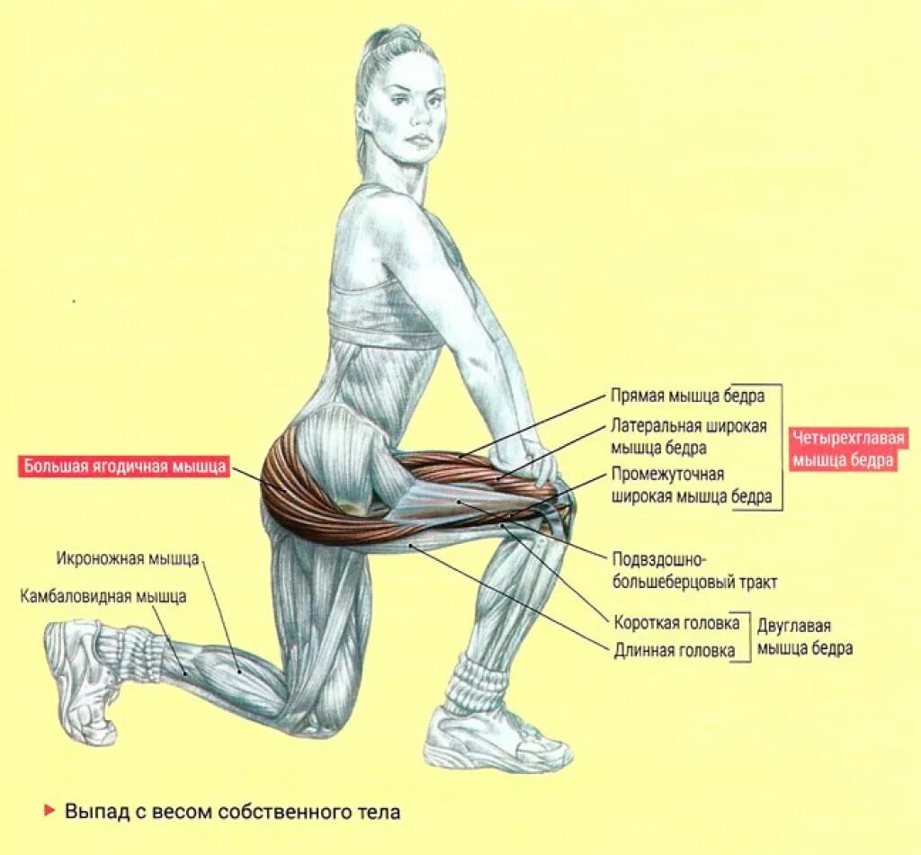 Tensor fasciae latae мышца. Задняя поверхность бедра мышцы упражнения. Четырехглавая мышца бедра (квадрицепс). Мышцы передней поверхности бедра анатомия. Обратная сторона бедра.
