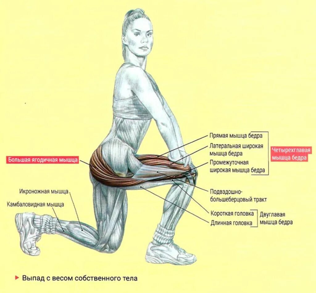 Как накачать внутренние мышцы. Мышцы ягодиц анатомия и упражнения. Мышцы задействованные при приседании плие. Бедра выпад мышцы. Упражнение для мышцяголиц.