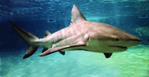 Shark around