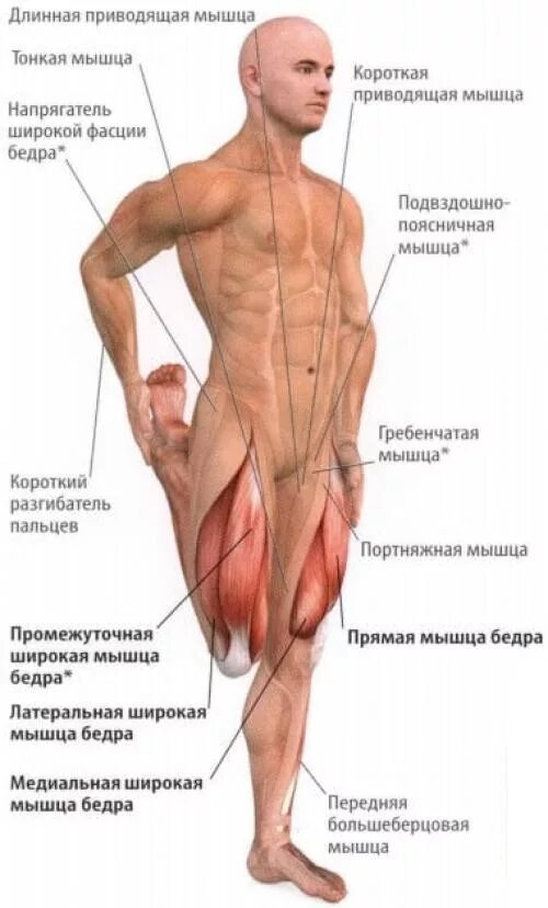 Ноющие боли в бедрах причины. Латеральная широкая мышцы четырехглавой. Мышцы бедра. Боль в четырехглавой мышце. Зболит четырехглавая мышца бедра.