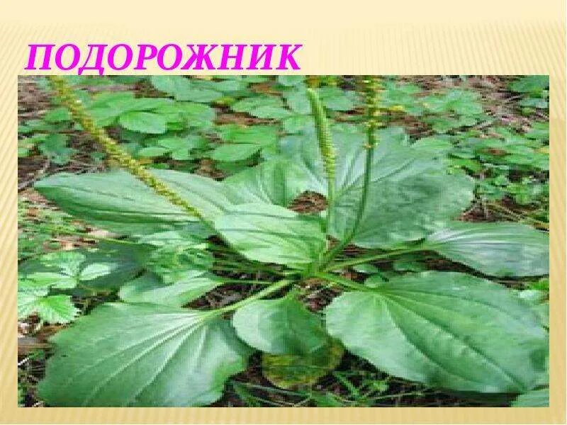 Подорожник дорога 4 класс. Подорожник лекарственное растение. что такое подорожник для дошкольников. подорожник с подписью. загадка про подорожник для детей.