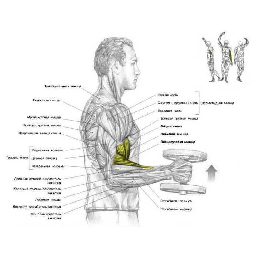 Сгибание рук с гантелями. Упражнения на бицепс. Упражнения на трицепс. Упражнения на бицепс гантели.