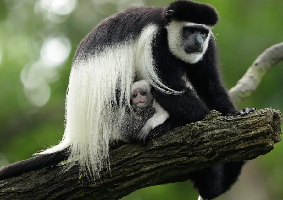 Colobus guereza - Wikipedia