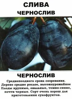 Чернослив описание сорта фото отзывы