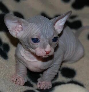 Маленькие котята сфинкс