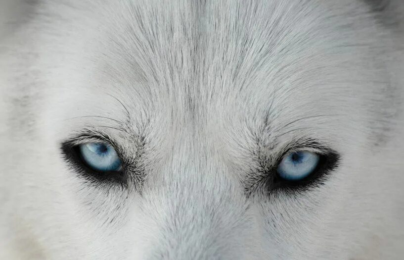 белый волк с голубыми глазами. белый волк с голубыми глазами. коллин богл картины. белый волк акелла. глаз волка.