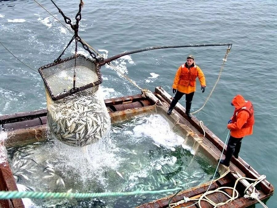 Охотское море рыбный промысел. Минтай промысел в России. Рыболовный промысел. Добыча рыбы в Охотском море.