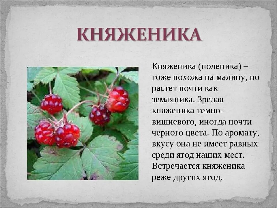 Описание ягоды княженика