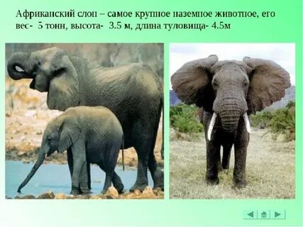 Холодная африка
