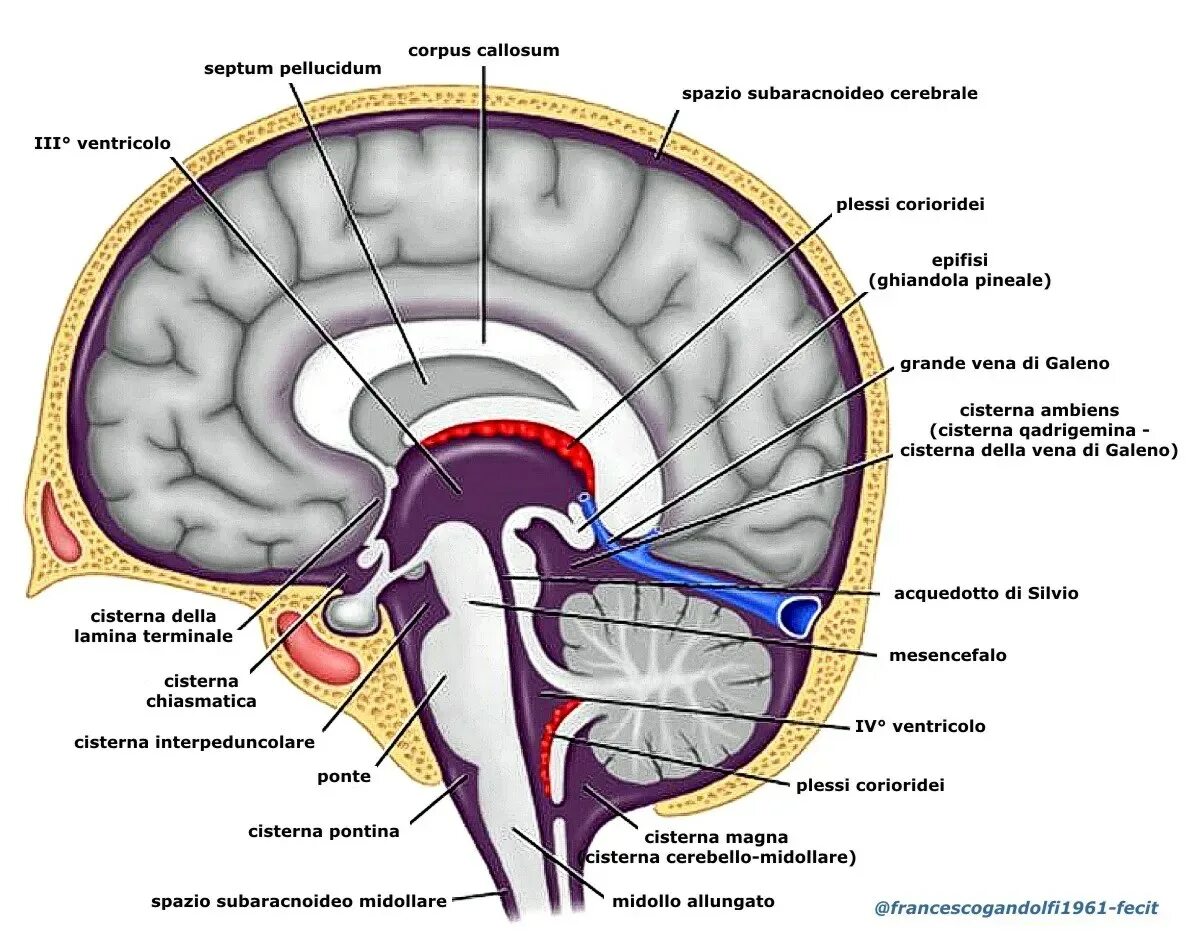 Цистерны мозга расширены. Цистерна вены Галена анатомия. Cisterna terminalis конечная цистерна. Цистерна латеральной ямки большого мозга. Базальные цистерны головного мозга анатомия.