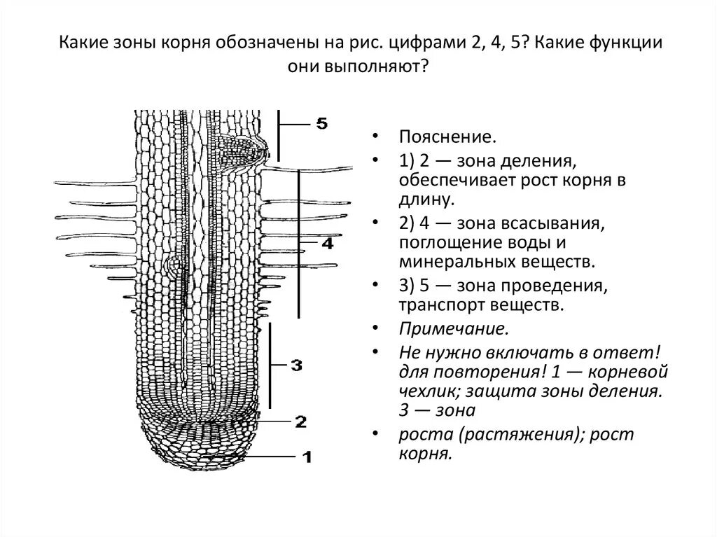 Верхушки корня растения. Рис 37 строение корня. Зоны деления корня корневой чехлик. Строение корня зоны. Внутреннее строение корня зоны корня.