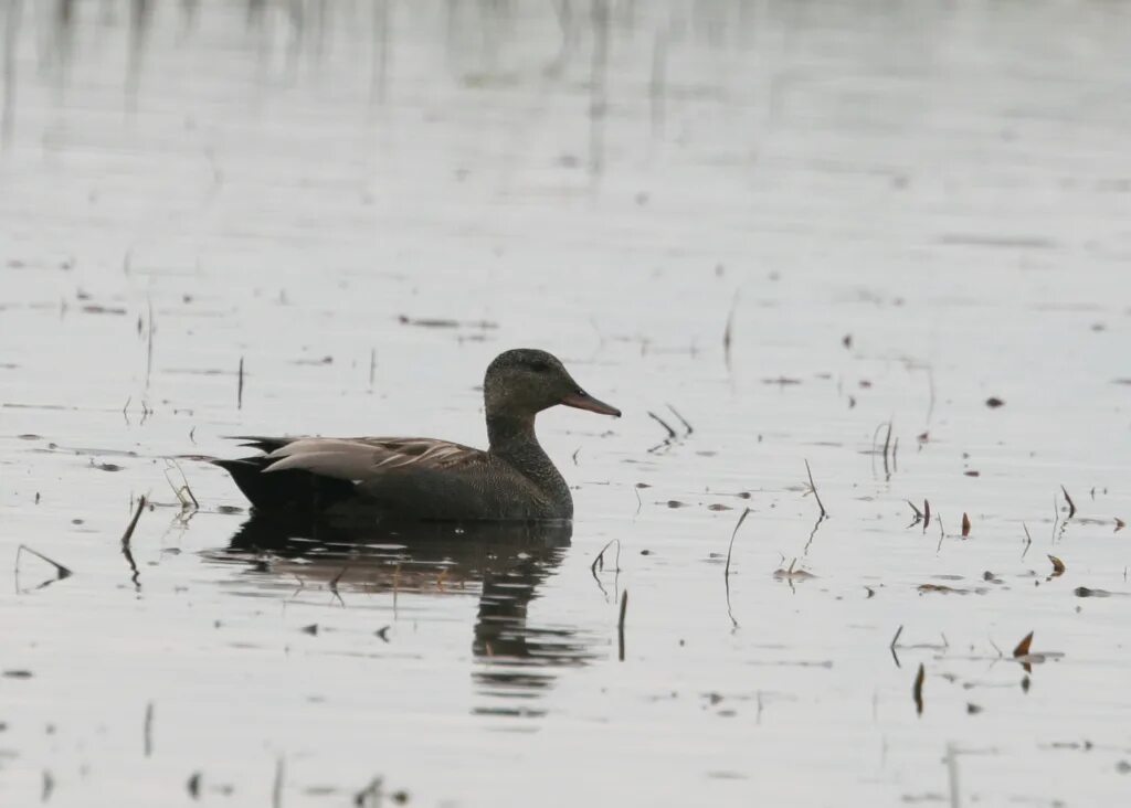 утка кряква лысьва. серая домашняя утка. утка серая (anas strepera). утка ходит. утка кряква домашняя.