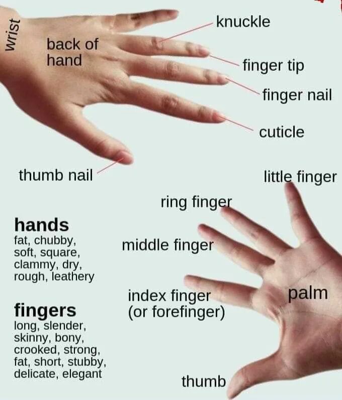 A hand is part of. Hands на английском. названия пальцев на английском. английский на пальцах. название пальцев на руке на английском.