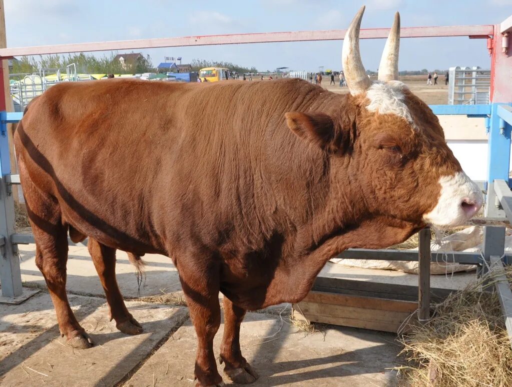 мясная корова. шароле порода быков. техас лонгхорн порода коров. лимузинская порода крс. бельгийская мясная порода быков.
