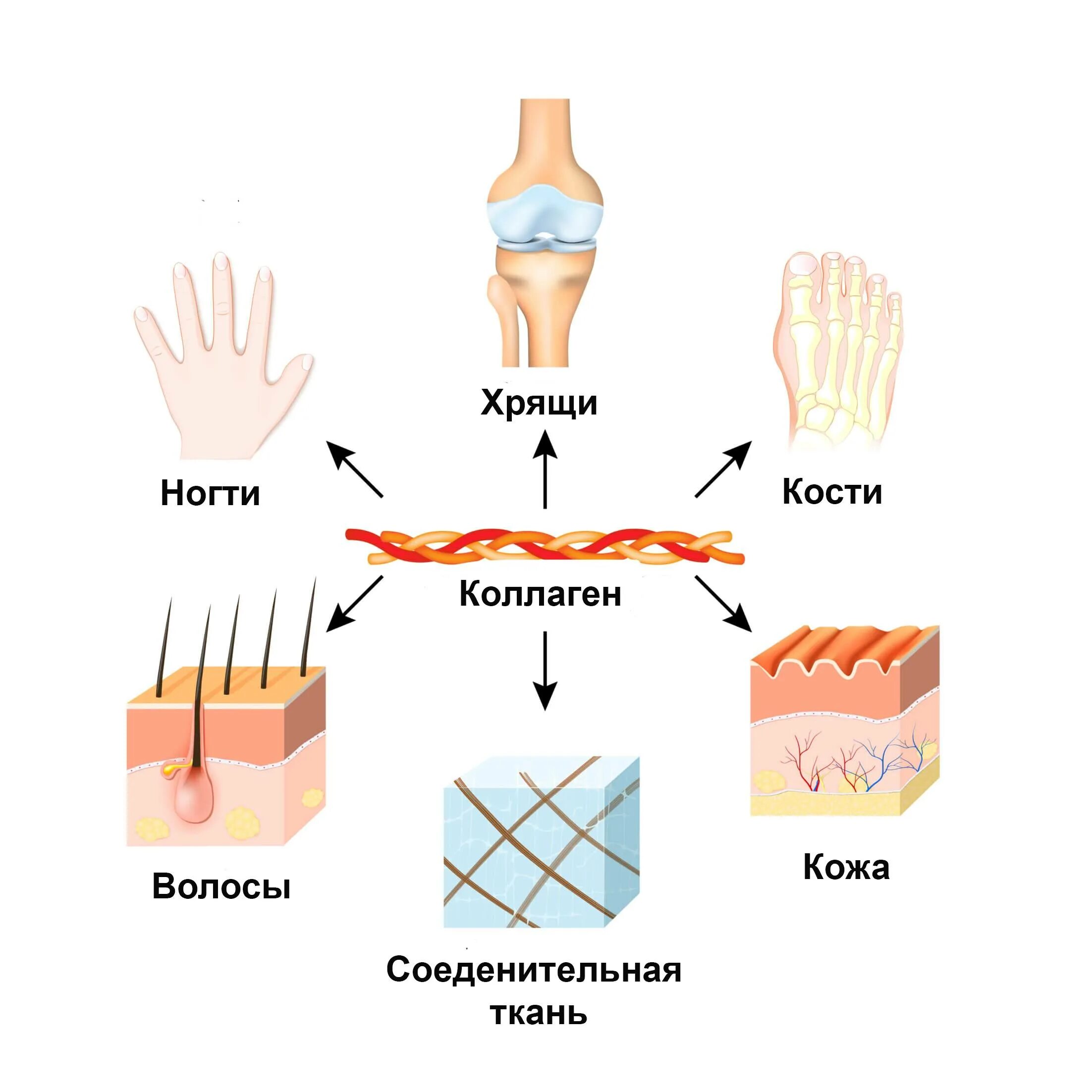 Свойства коллагена. Коллаген для кожи. Коллаген для чего. Коллаген польза. Коллаген виды основные.