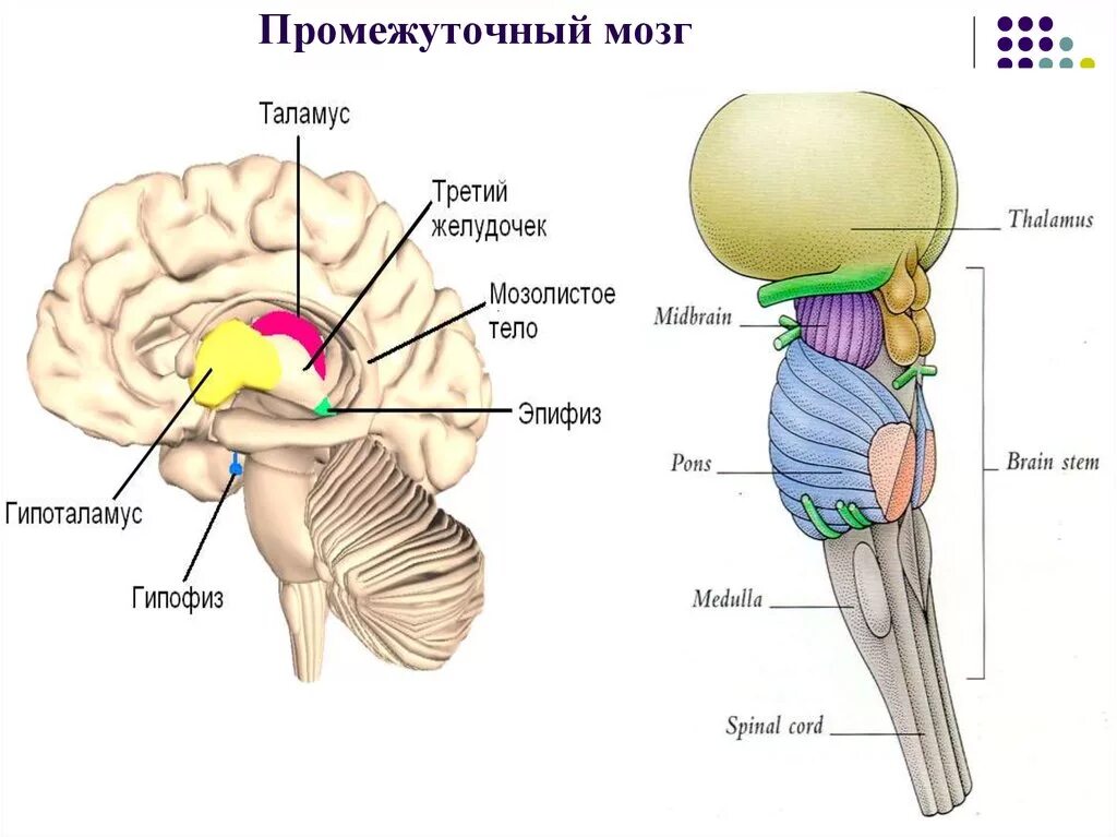 Таламус и гипоталамус какой отдел мозга. Строение промежуточного мозга отделы мозга. Схема строения промежуточного мозга. Промежуточный мозг строение. Промежуточный мозг таламус гипоталамус.