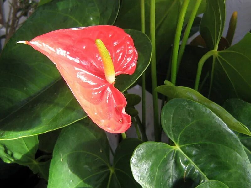 Pothos Scindapsus aureus en suspension Plants, Flower power, Flowers