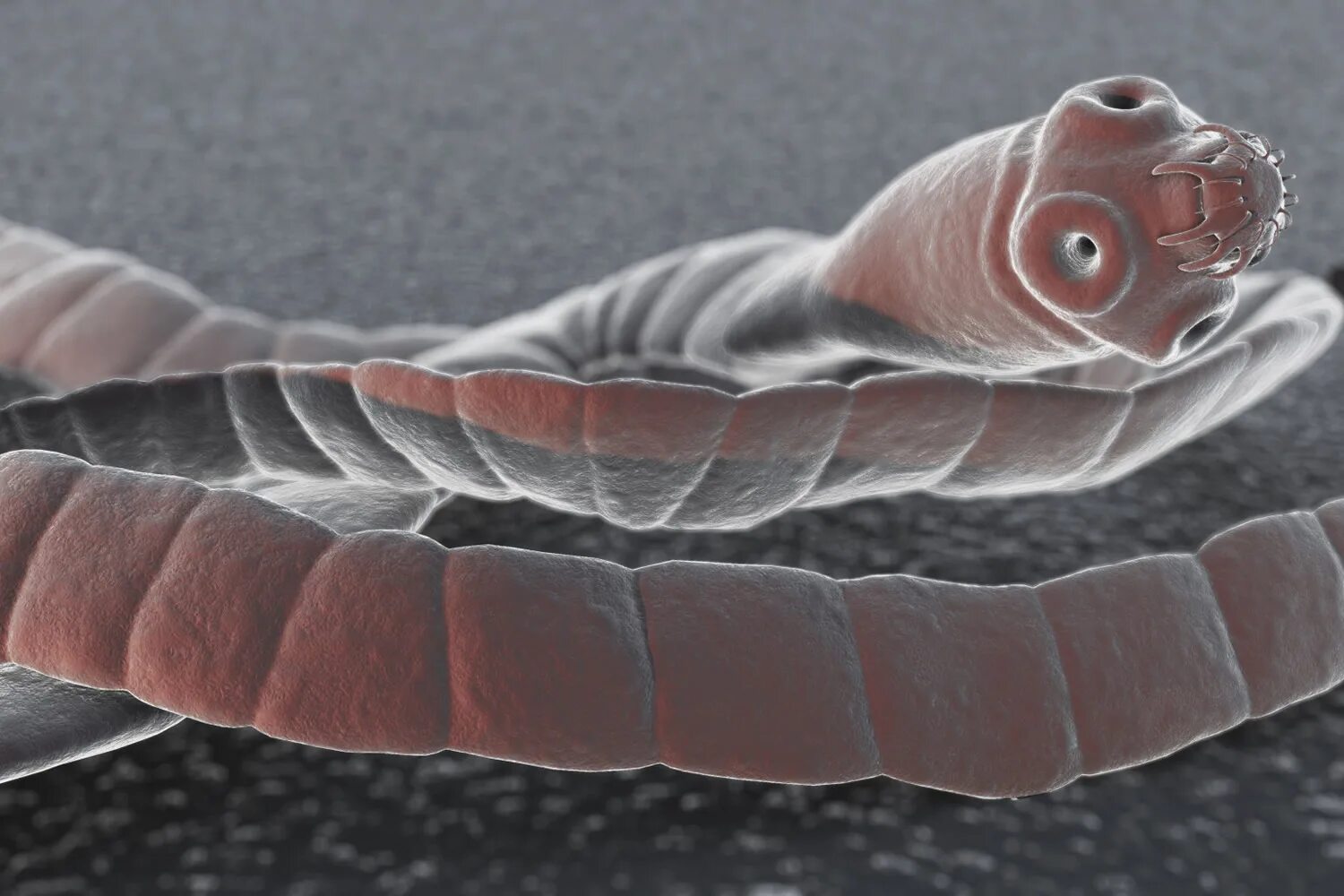 Ленточные черви карликовый цепень. Ленточный червь бычий цепень. Ленточные черви (цестоды). Ленточные черви бычий цепень. Ленточный червь цепень.