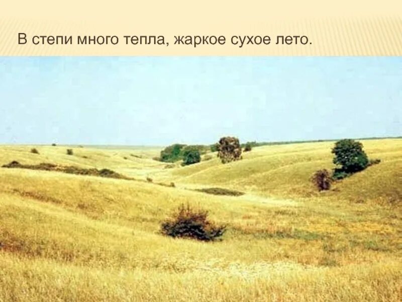 В степях много деревьев