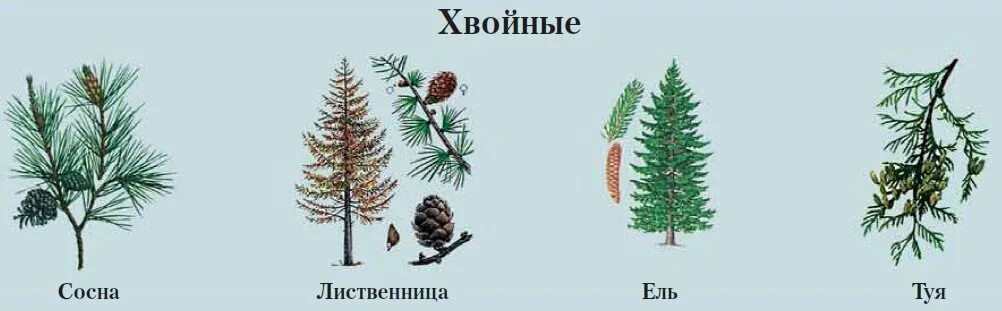 Хвойное растение схема. Хвоинки ель сосна лиственница. Сосна ель лиственница шишки. Хвоинки ели сосны лиственницы. Хвоинки ель, пихта, сосна, сосна Кедровая, лиственница 4 класс.