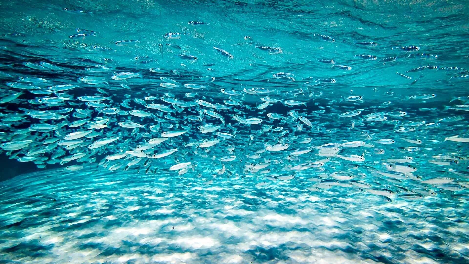 Рыба в прозрачной воде