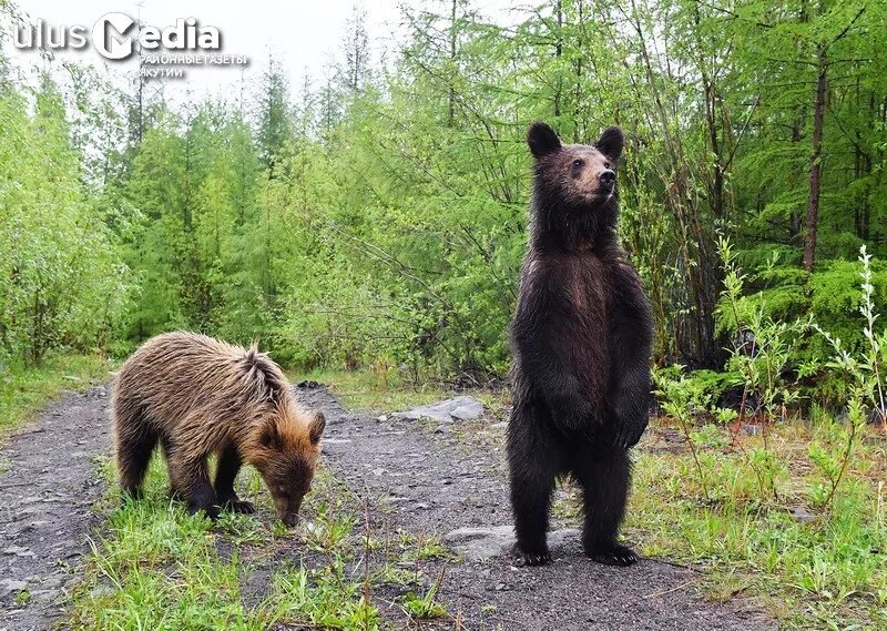 A brown bear gives you this look. How do you react Brown bear, Bear pictures, B