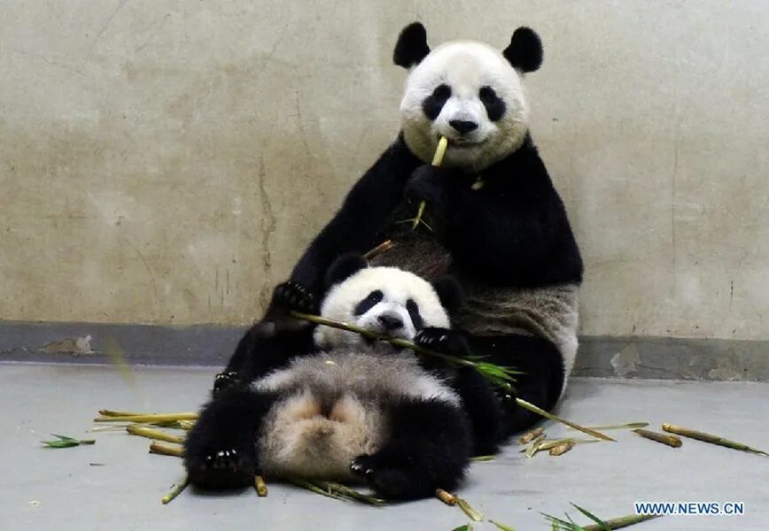 новорожденные панды. сколько весит панда. рождение панды. взвешивание животных. японская панда.