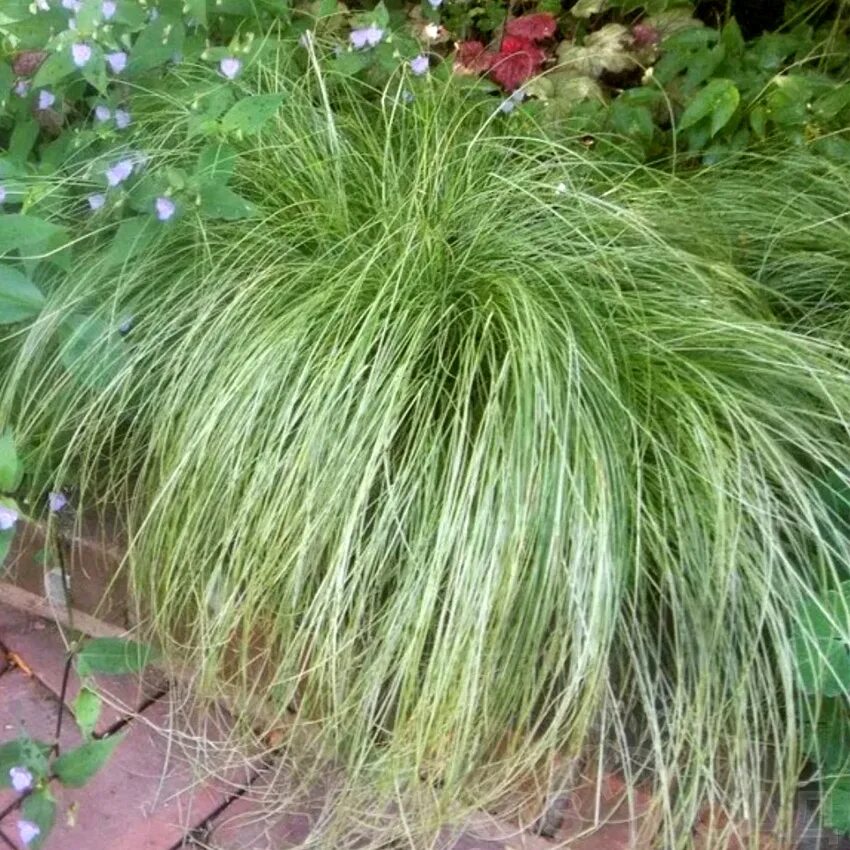 Осока власовидная амазон. Осока амазон. Осока carex comans amazon mist. Осока волосовидная амазон мист. Осока власовидная амазон мист.