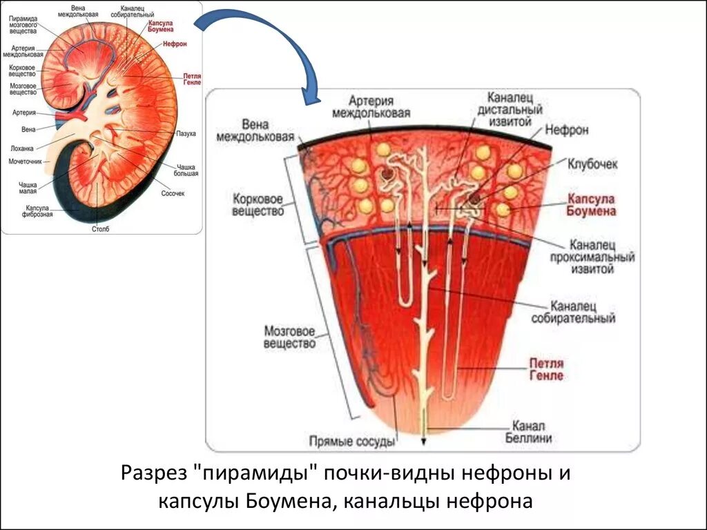 В мозговом слое почек находятся капсулы нефронов. Строение почки почечная капсула. Почечная капсула нефрон. Строение почки капсула. Строение почки капсула нефрона.