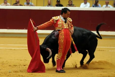 Torero отзывы
