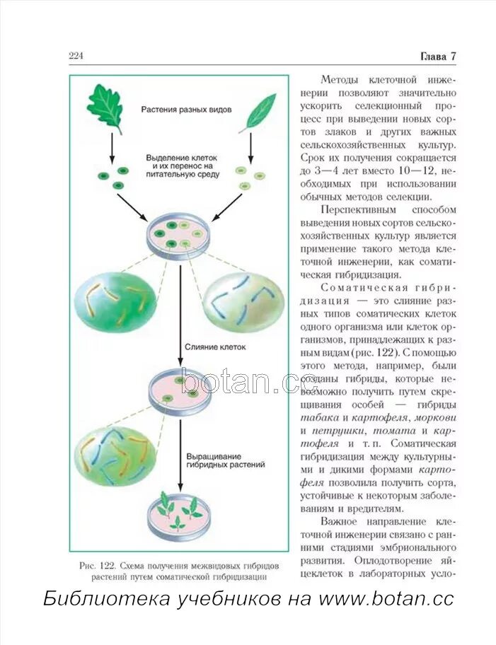 Биотехнология гибридизация. Гибридизация соматических клеток растений. Механизмы гибридизации соматических клеток. Примеры гибридизации соматических клеток у растений. Соматические клетки у растений.