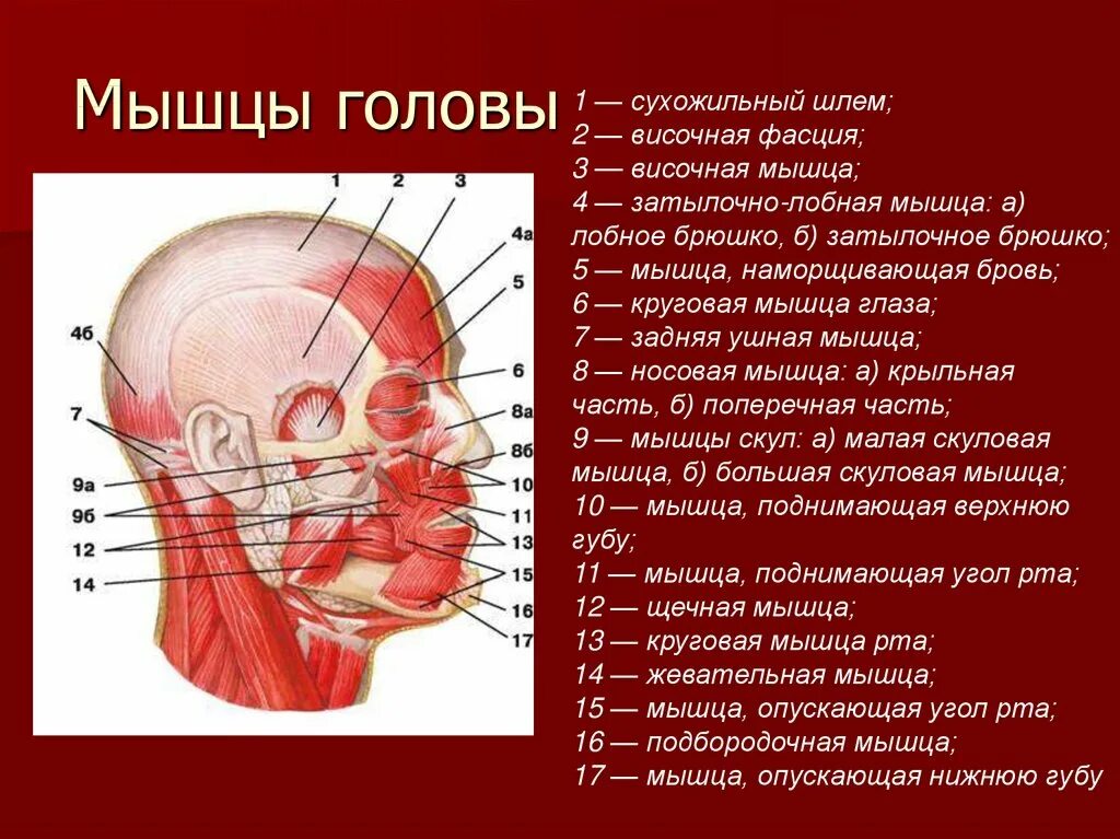 Лицо часть головы человека. Мышечное строение черепа человека. Мышцы головы анатомия медунивер. Строение и названия мышц шеи. Мышцы головы и шеи вид сбоку с обозначениями.