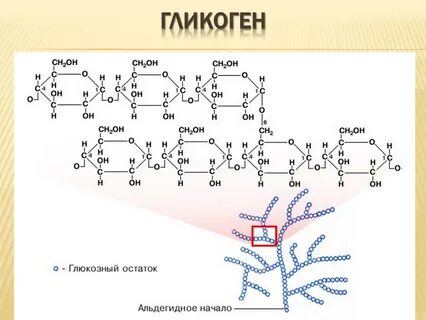 Печень запасает углеводы