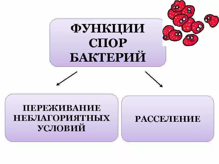 Спора у бактерий выполняет функцию