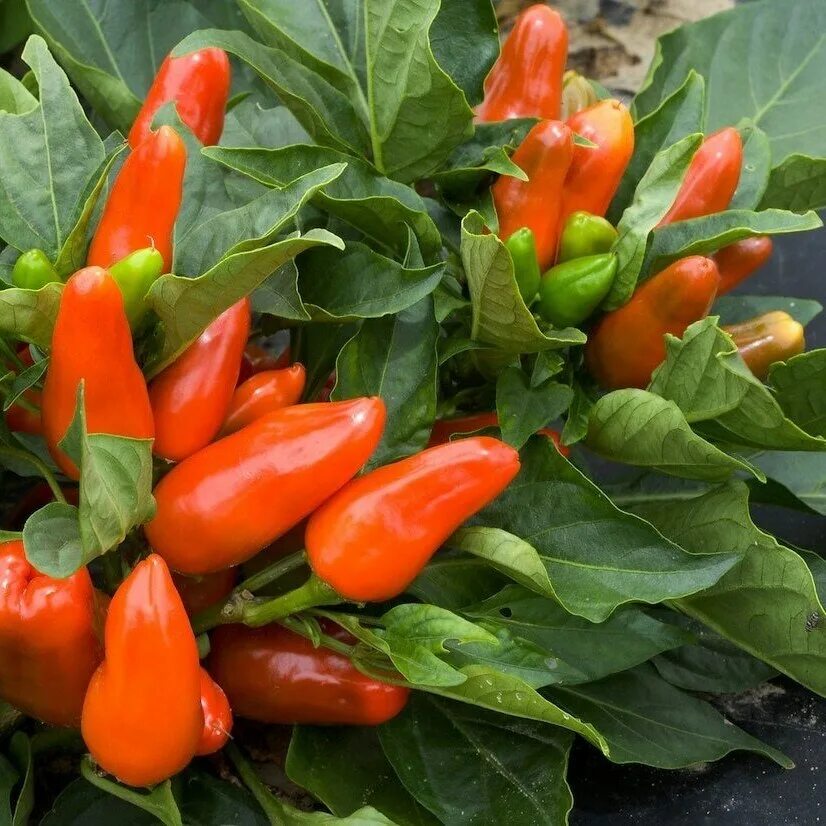 Перец астраханский 147. Перец орешек острый. Перец острый tangerines. Орешки с перцем. Перец жгучий орехи.